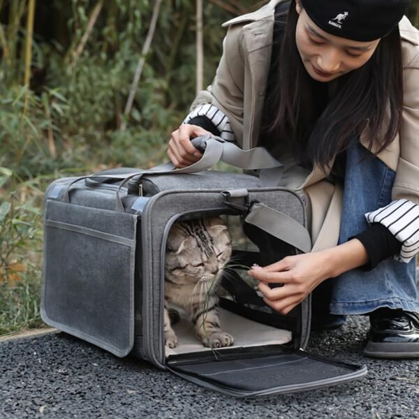 Discovery Edition - Cat Only - Image 4